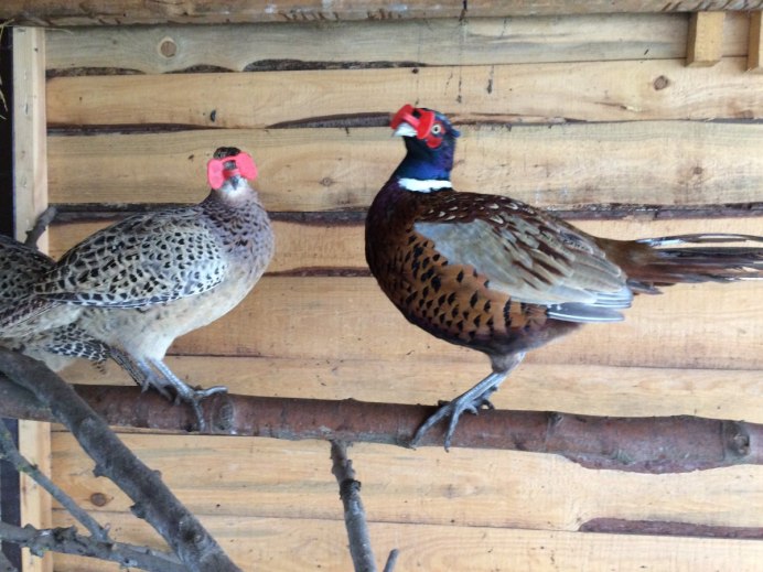 Морской фазан