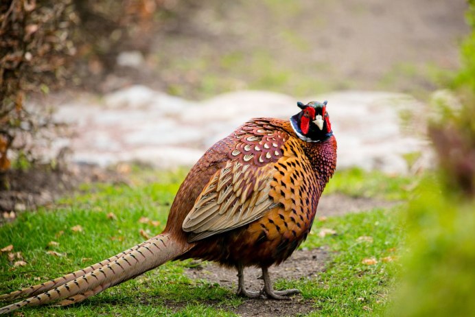 Клинохвостый фазан