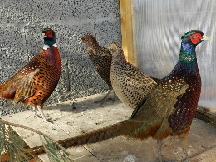 Обыкновенный фазан самка