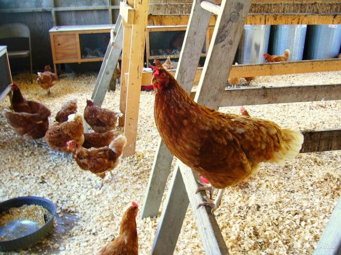 Курятники для кур несушек