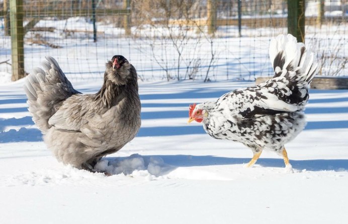 Куры во дворе