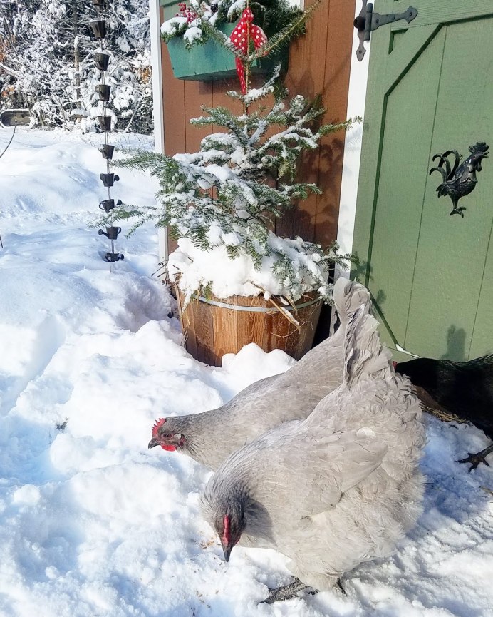 Курочка на улице.