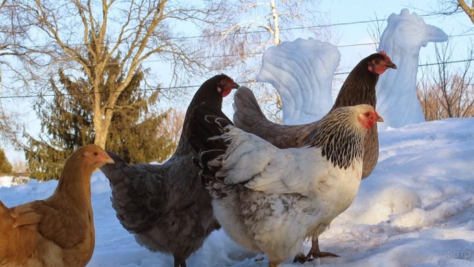 Курятник для 20 кур несушек