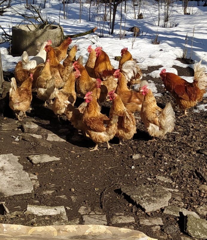 Куры зимой