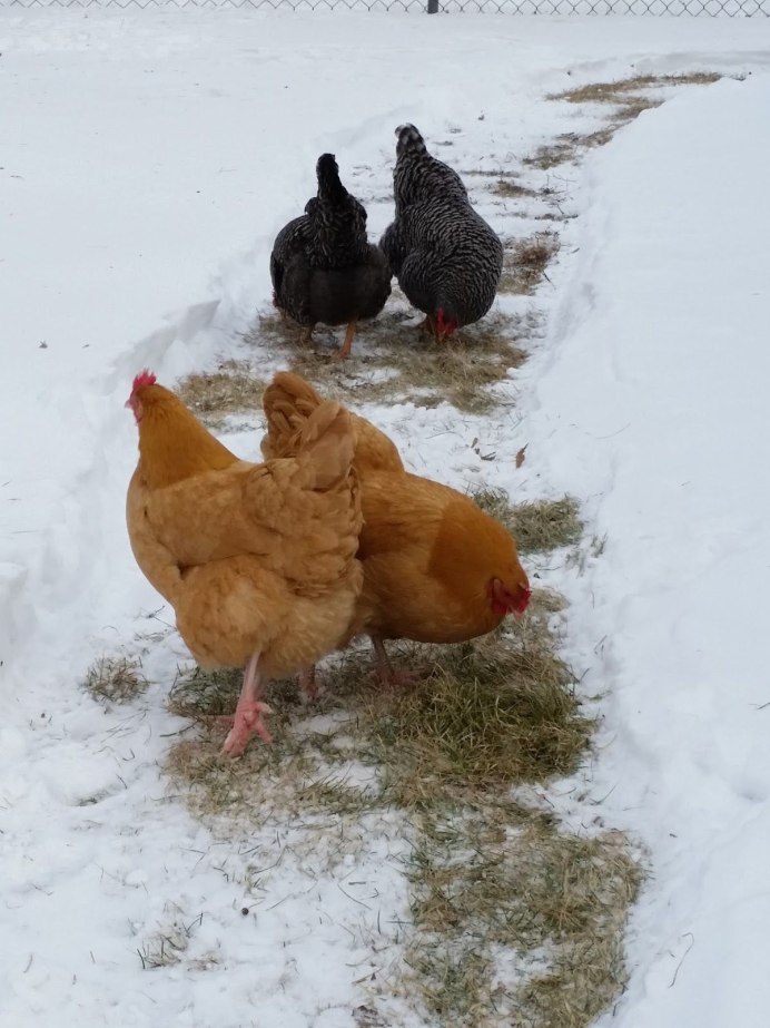 Четыре курицы