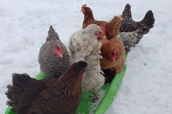 Цветные куры несушки