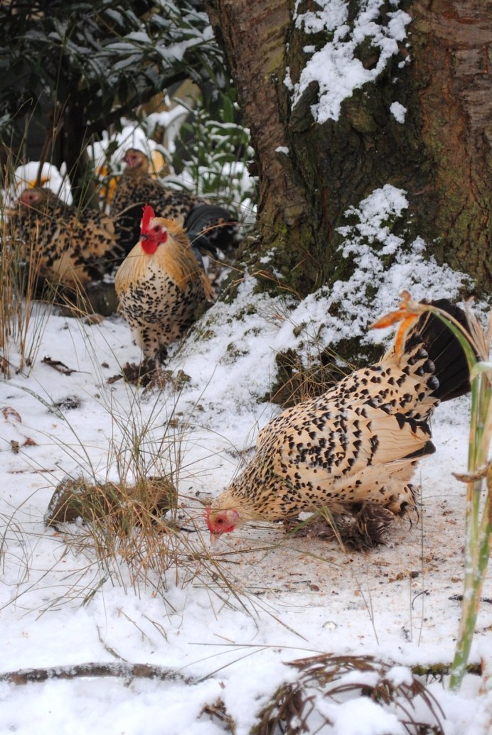Обои на рабочий стол новый год 2017 зима петух