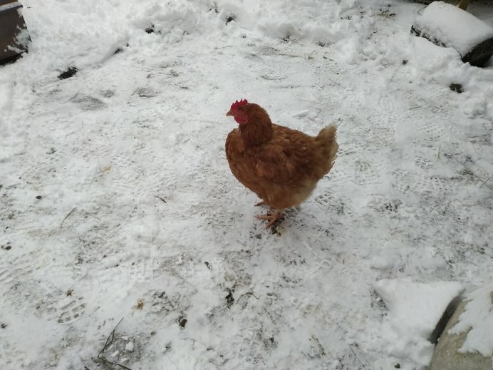 Зимние курицы