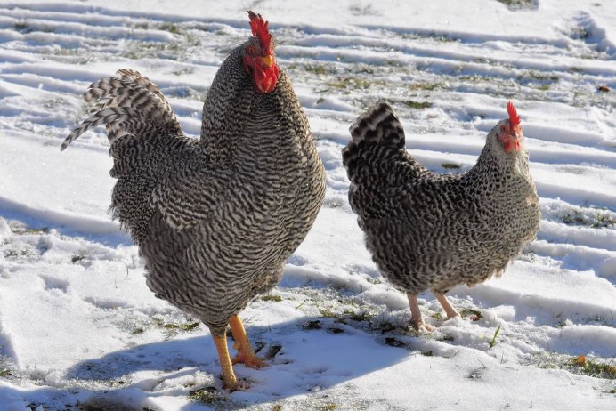 Курятник зимой