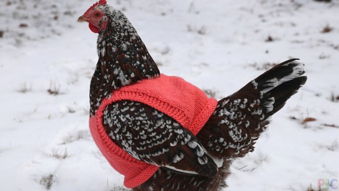 Курица в сугробе