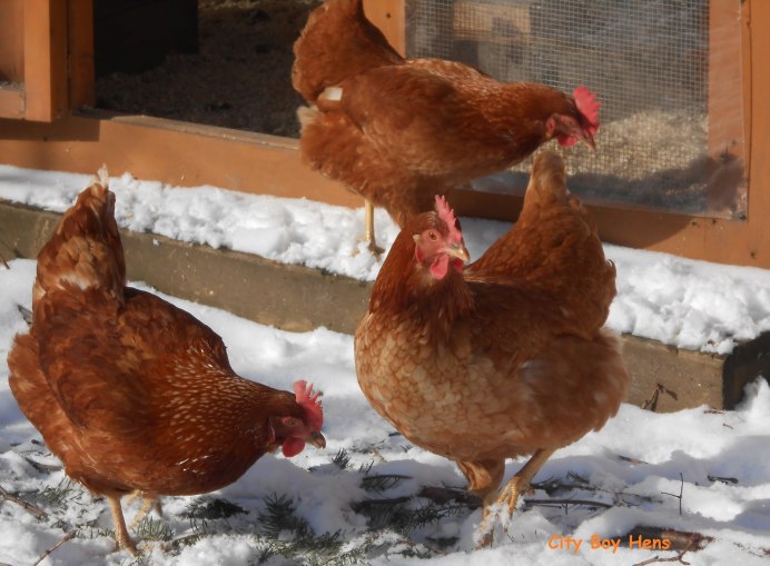 Куры на снегу