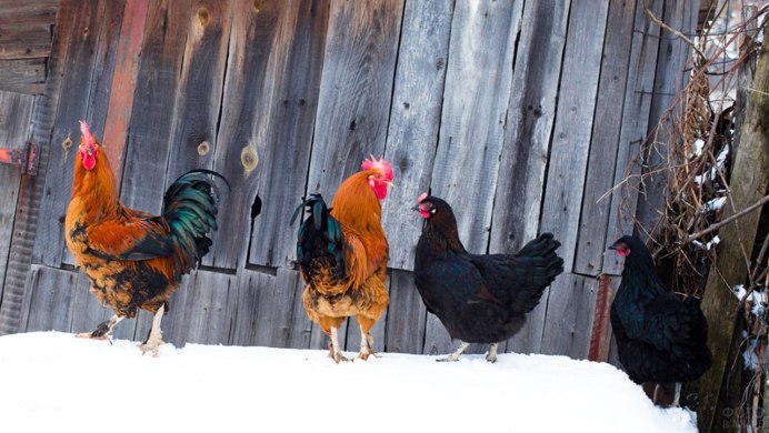 Куры на снегу