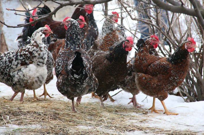 Домашняя птица зимой