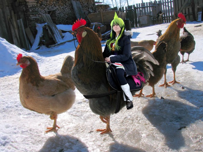 Курей на зиму закалить