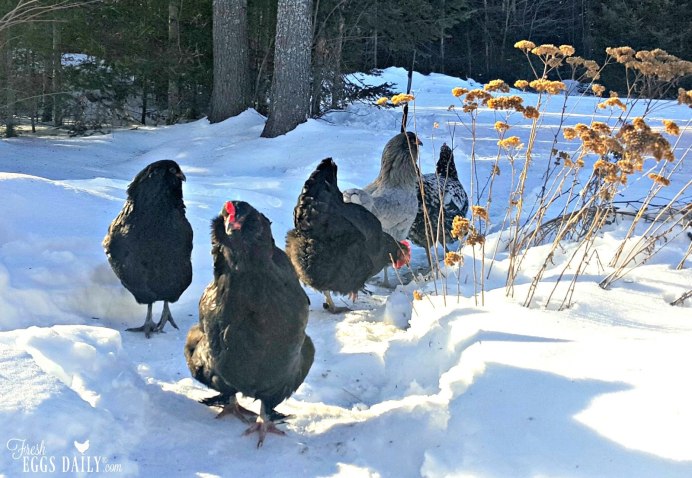 Зимние куры