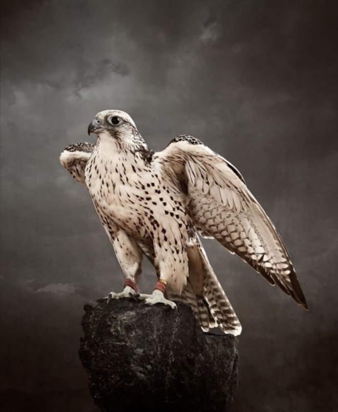 Белоголовый Сапсан