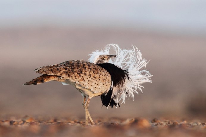 Дрофа Джек птица