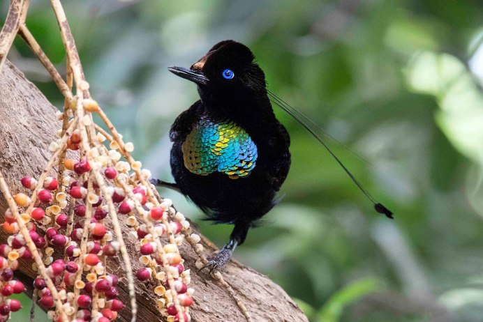 Ареал Дрофы