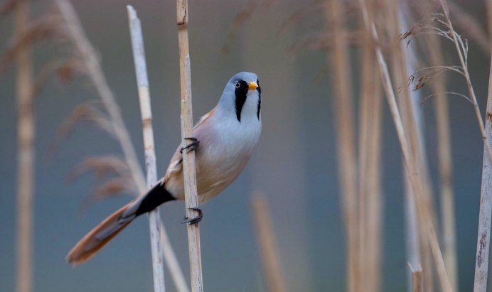 Мир птиц фотографии