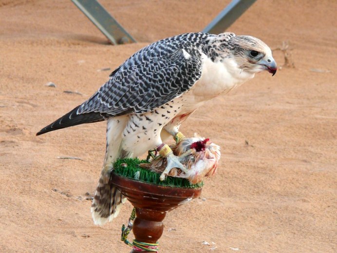 Соколиная охота в ОАЭ