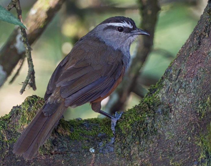 Рыжебокая кустарница