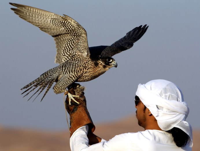 Соколиная охота в ОАЭ