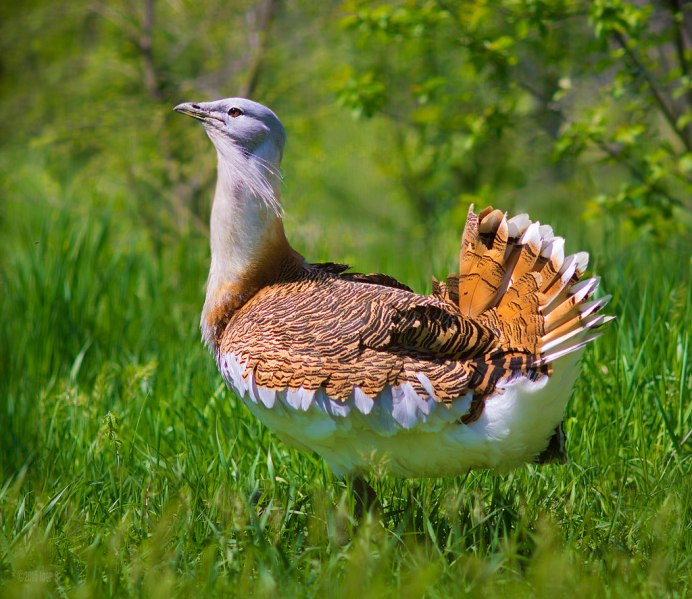 Степные и пустынные птицы
