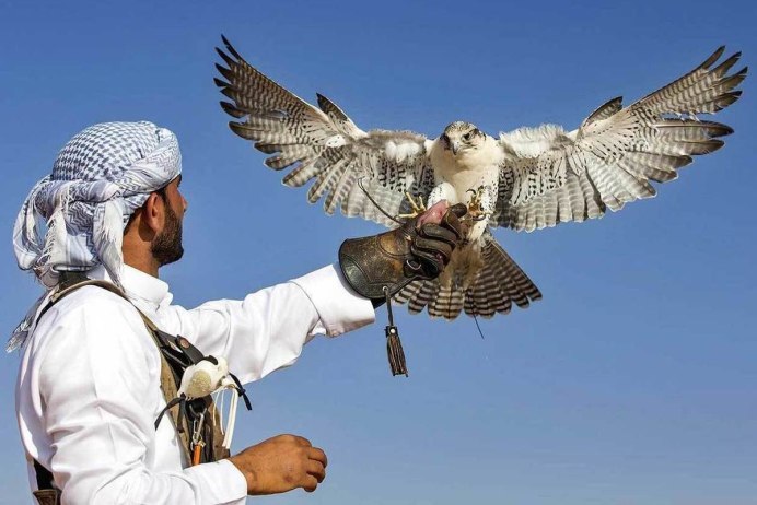 Соколиная охота в Эмиратах