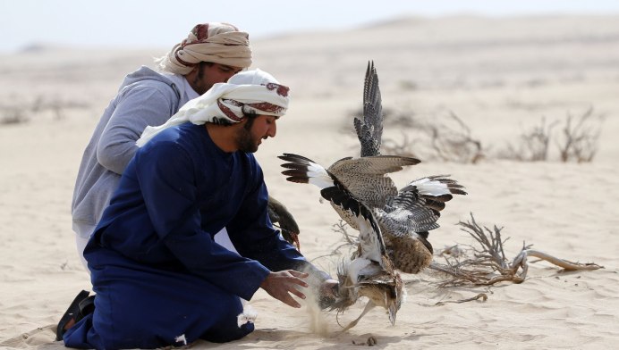 Охотничьи птицы арабы