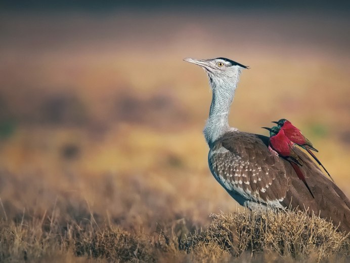 Африканский Марабу