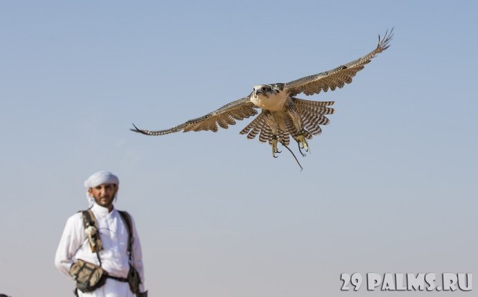 Соколиная охота Дубай