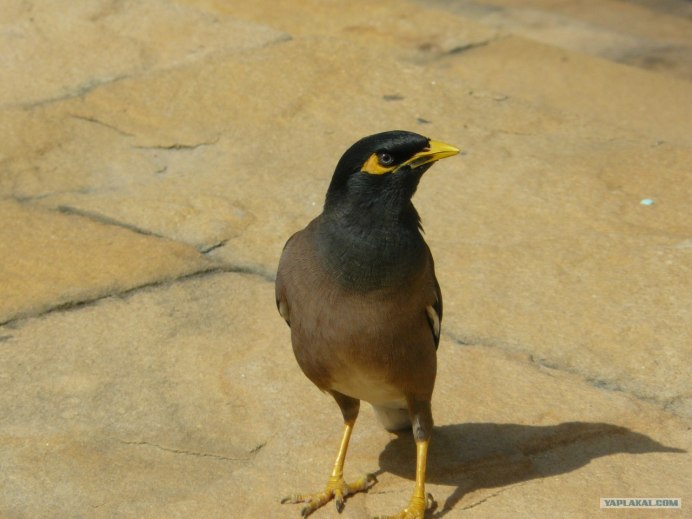 Птицы в Эмиратах с желтым клювом