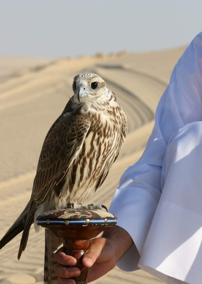 Балабан птица