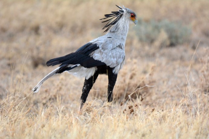 Марабу птенец