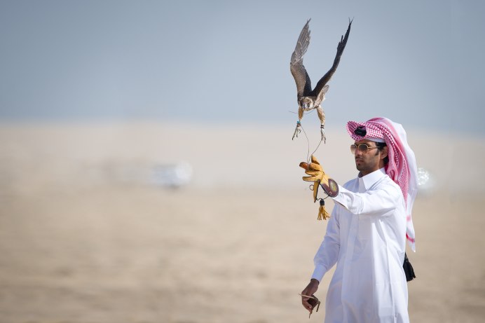 Дубайские птицы