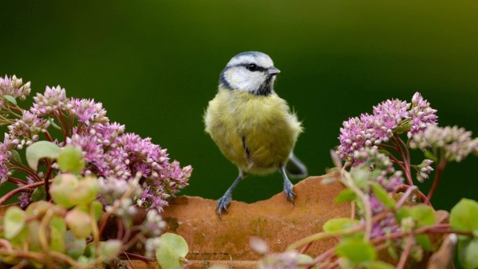 Природа цветы птицы