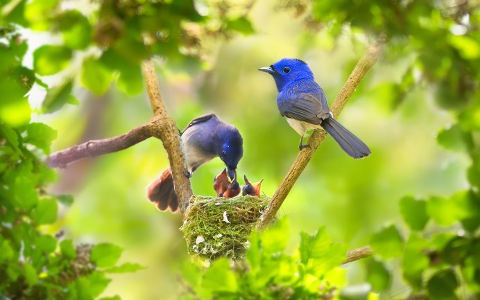 Природа птицы