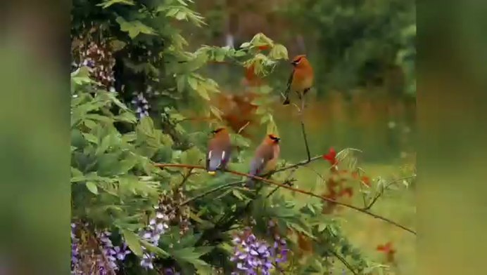 Лесные птицы летом