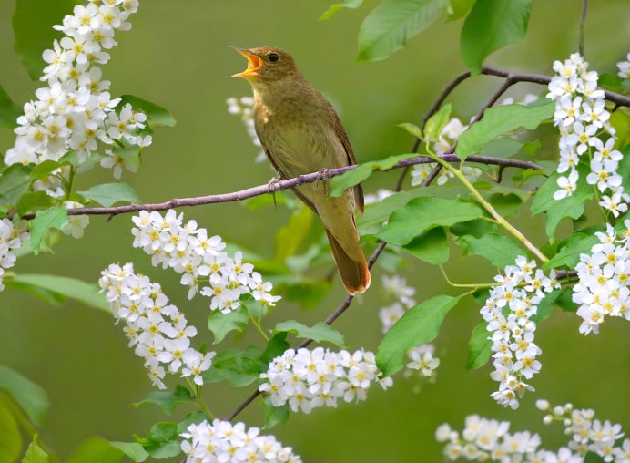Японская белоглазка Zosterops japonicus