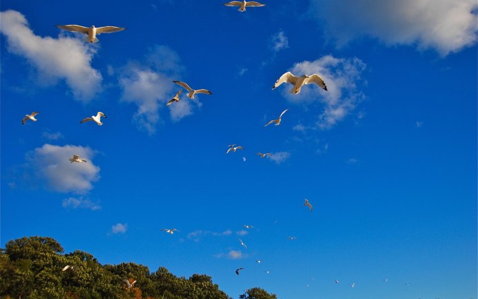 Птица летит