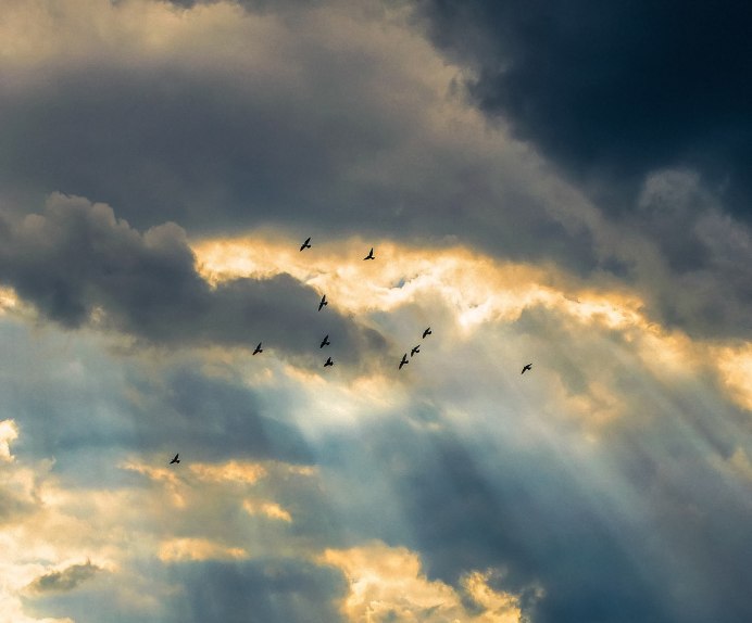 Птица в облаках