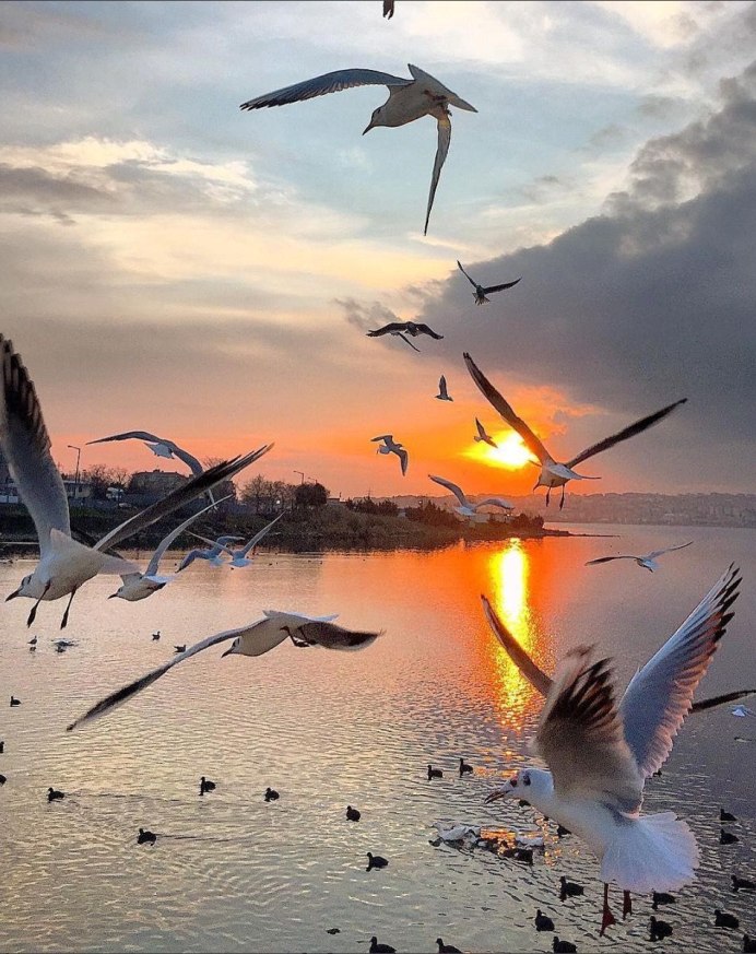 Голубь летит