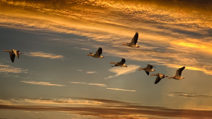 Птицы в небе картинки