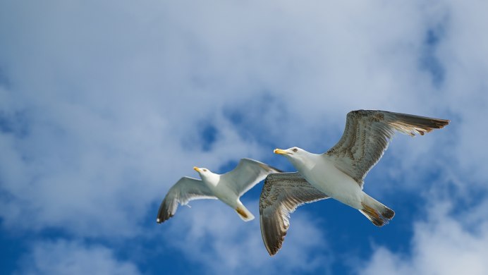 Красивое небо с птицами