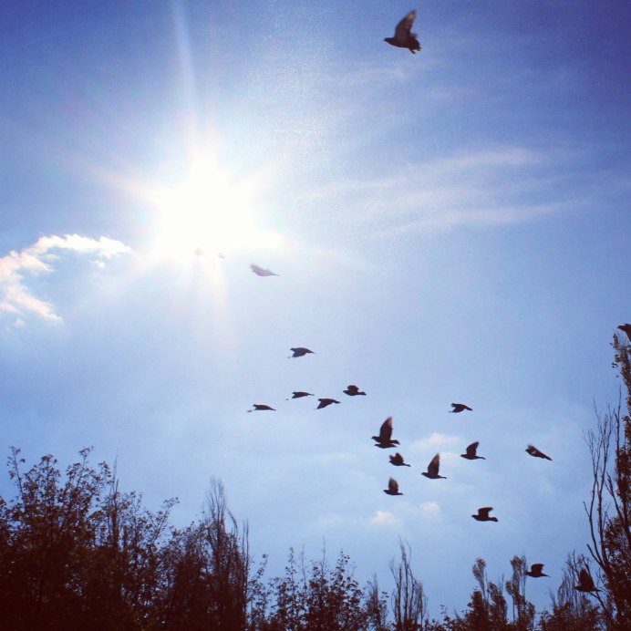 Птицы в небе