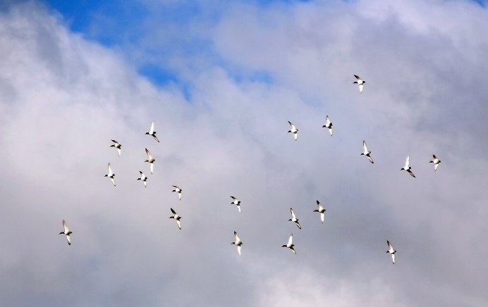 Голуби улетели