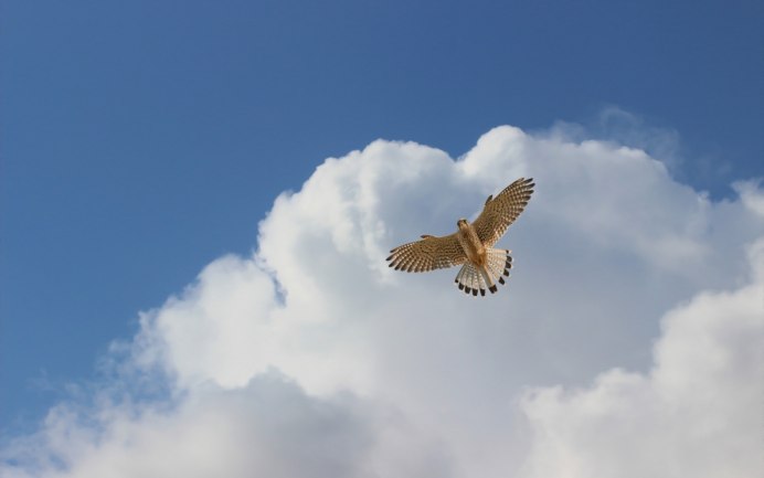 Голуби в небе