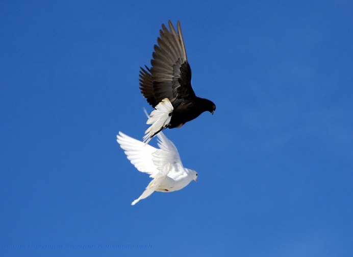 Чайки в поле