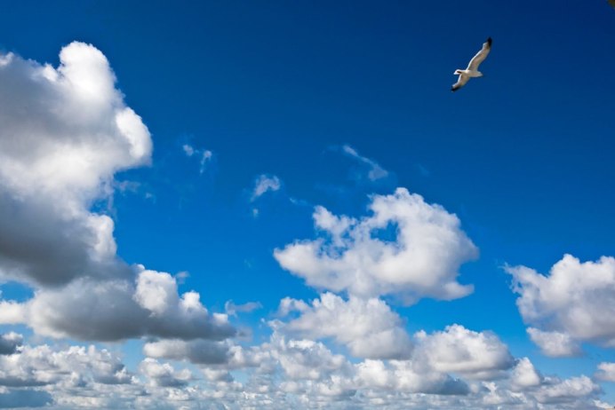 Птица в облаках