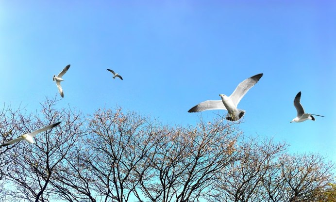 Голубь летит